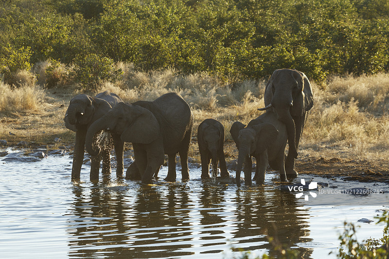 纳米比亚。大象在埃托沙国家公园的水坑里喝水。图片素材
