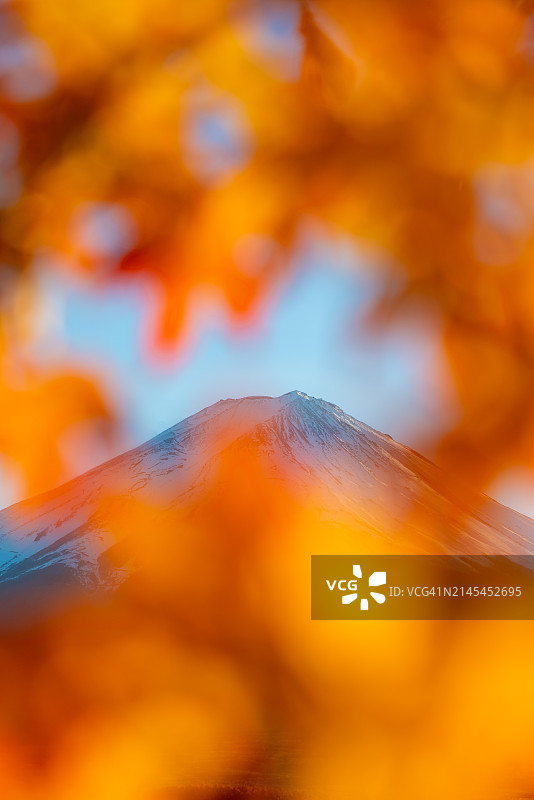 富士山和红枫树在秋天的川口湖，风景秀丽，旅游目的地，富士山的标志性景观。图片素材