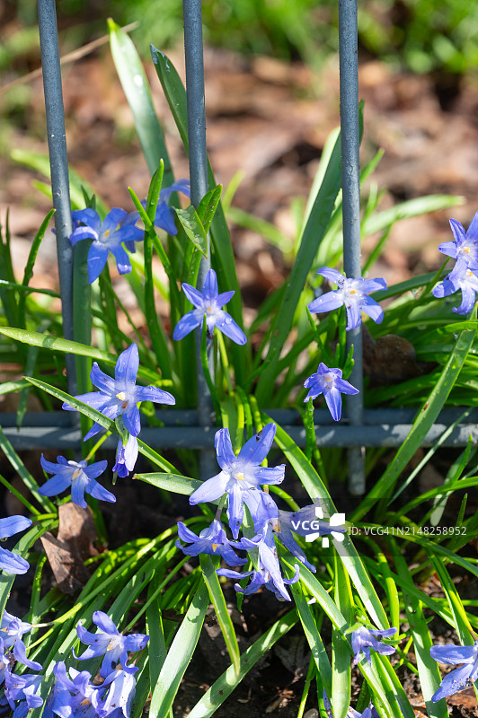春天的蓝色花朵靠近金属栅栏。图片素材