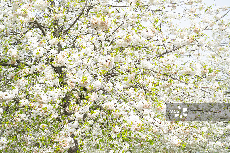 春天盛开的日本樱花树。图片素材