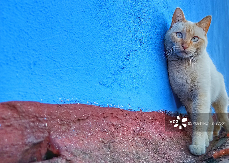 蓝眼睛的猫在看镜头图片素材