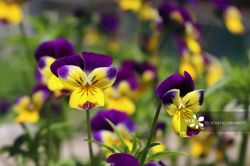 春天欢快的紫罗兰图片素材