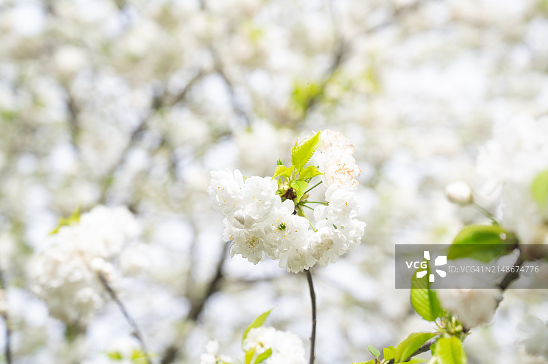 日本樱花树在春天盛开的特写。图片素材