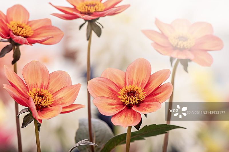 美丽，充满活力的橙色夏季大丽花系列'Pret <s:1> Collarette'花在柔和的阳光图片素材