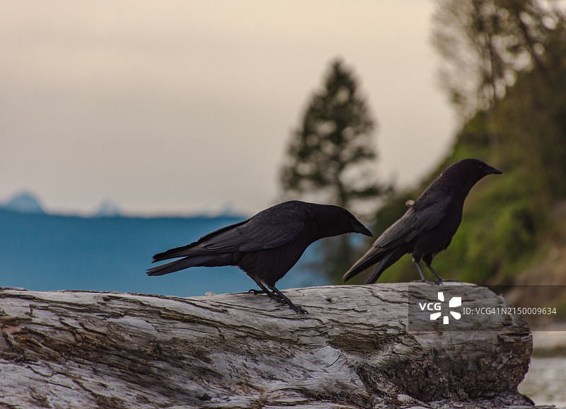 温哥华海滩上的鸟儿图片素材