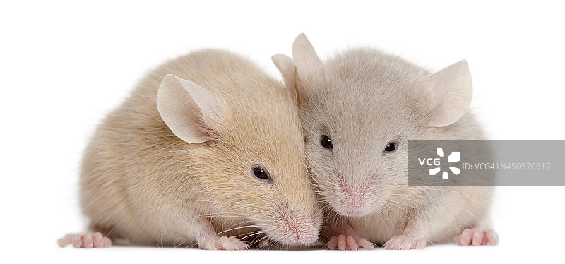 两只小老鼠在白色背景前图片素材
