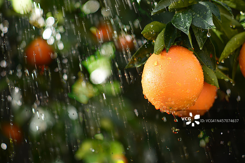 树上成熟的橘子图片素材