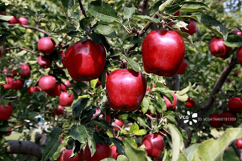 树枝上的红色美味苹果。图片素材