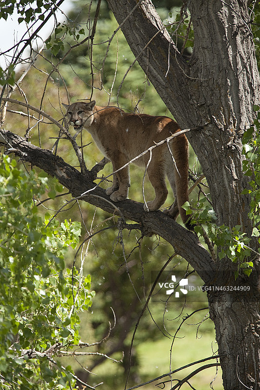 野生美洲狮在科罗拉多州莫里森棉树图片素材