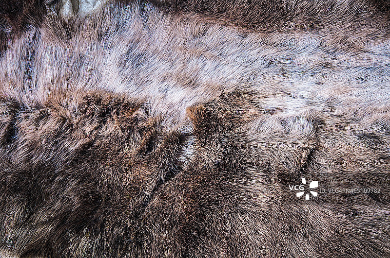 白灰，深棕色狼狐毛图片素材