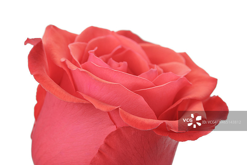 单株玫瑰孤立在白色背景上的玫瑰图片素材