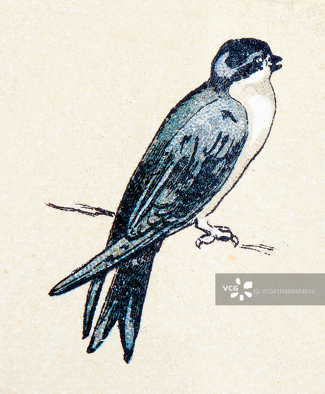 普通家燕，鸟类动物古董插图图片素材