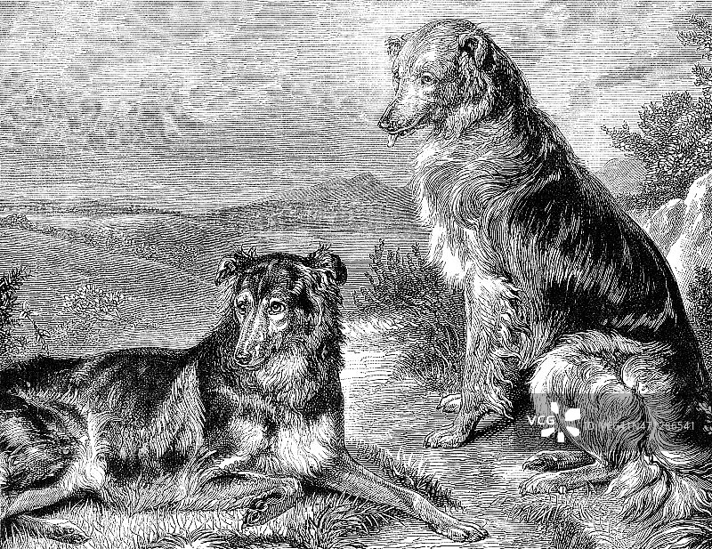 维多利亚时代的插图，两只狗在乡下图片素材