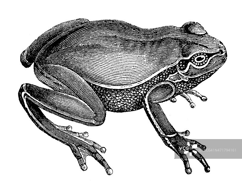 欧洲树蛙(树蛙、林蛙)仿古插图图片素材