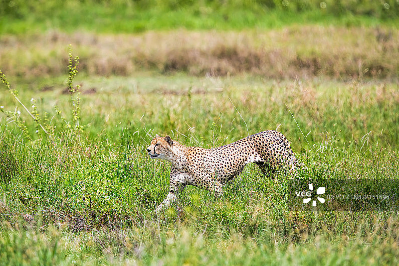 猎豹在格林中奔跑图片素材