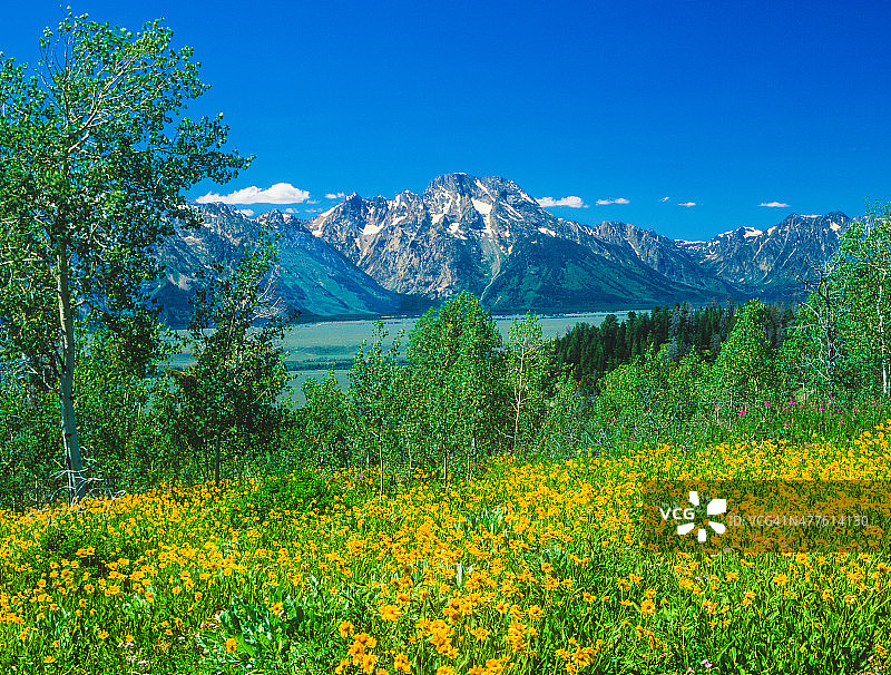 大提顿国家公园(Grand Teton National Park)的春天野花图片素材