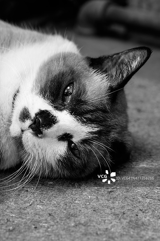 黑白或黑白猫肖像图片素材