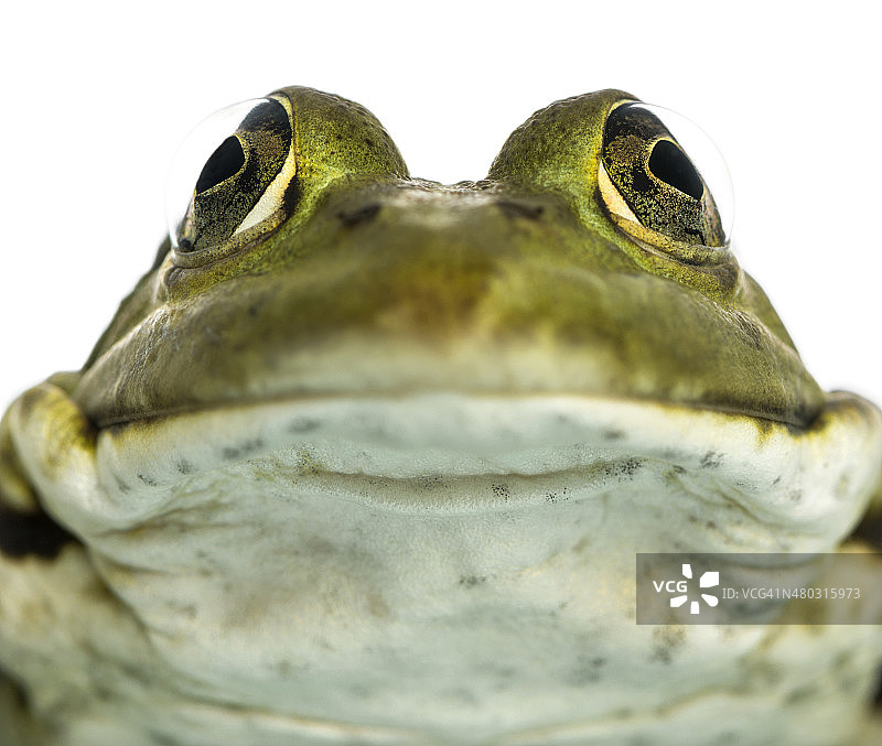一个可食用青蛙的特写，面朝Pelophylax kl. esculentus图片素材