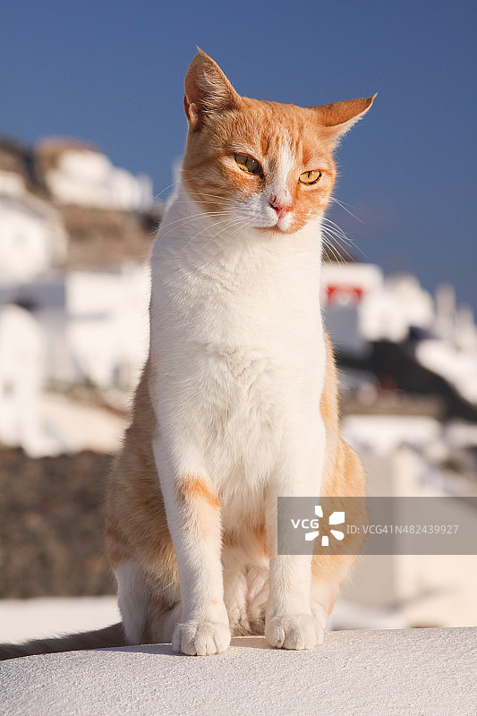 希腊圣托里尼岛的流浪猫图片素材