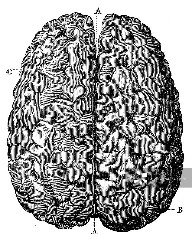 古董医学科学插图高分辨率:大脑图片素材