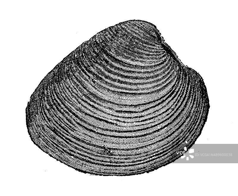 古纹artemis clam (Dosinia exoleta, Venus exoleta)图片素材