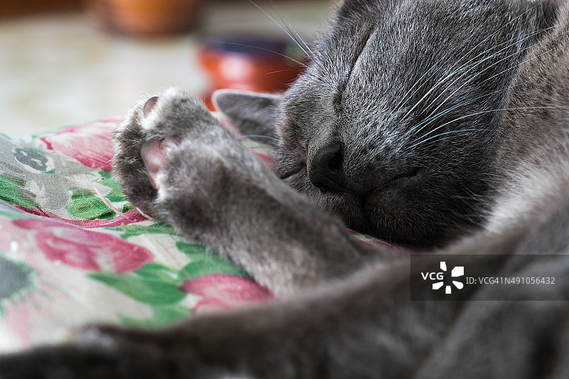 特写灰猫睡觉，选择性聚焦图片素材