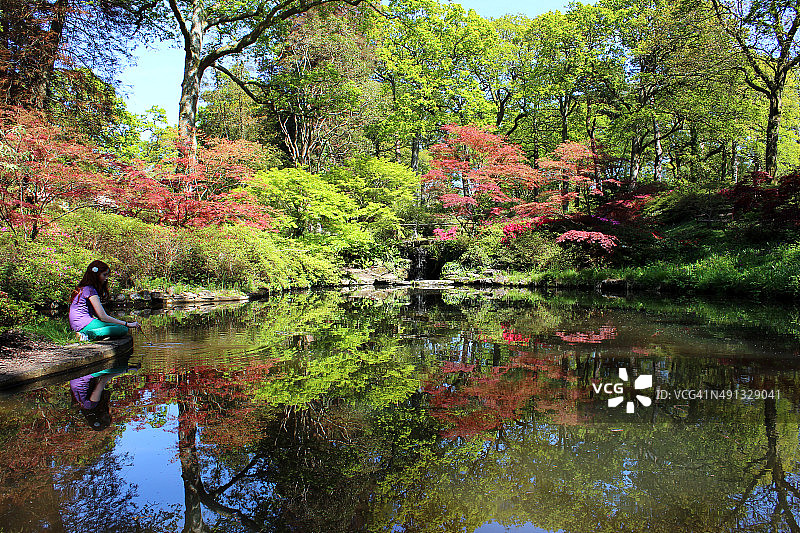 彩色的池塘倒影的枫树，风景如画的日本花园图片素材