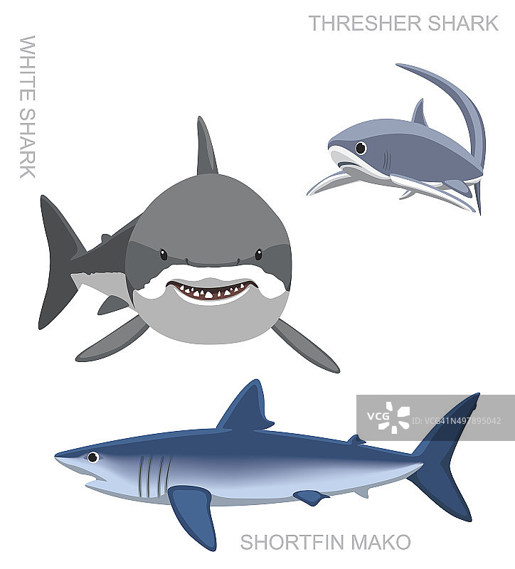 白鲨设置卡通矢量插图图片素材