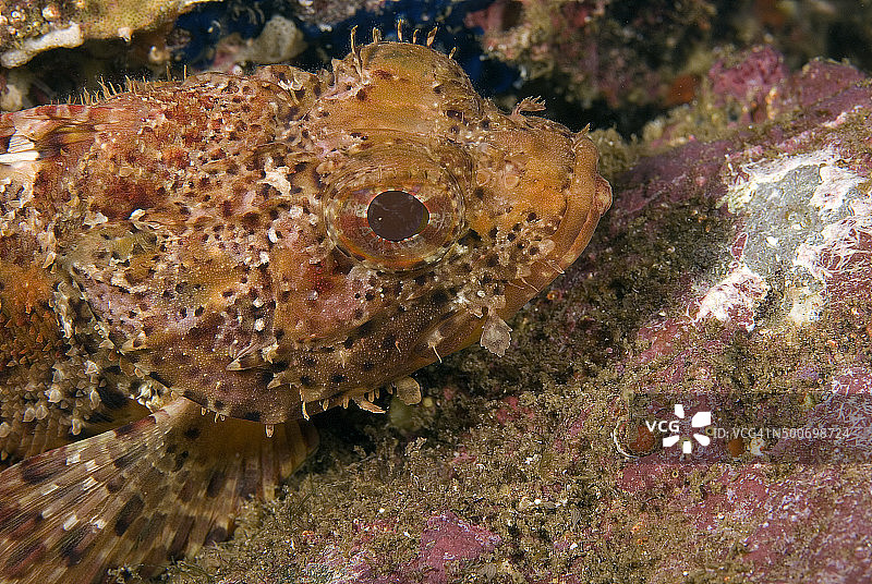 鱼蝎子鱼在加利福尼亚礁图片素材