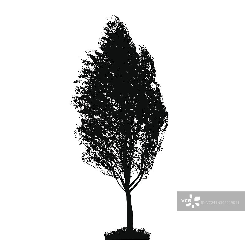 树剪影孤立在白色的背景。Vecrtor Illustrati图片素材