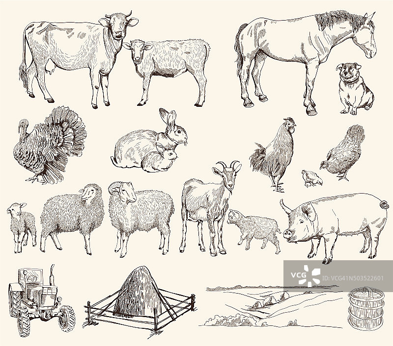 农场动物图片素材