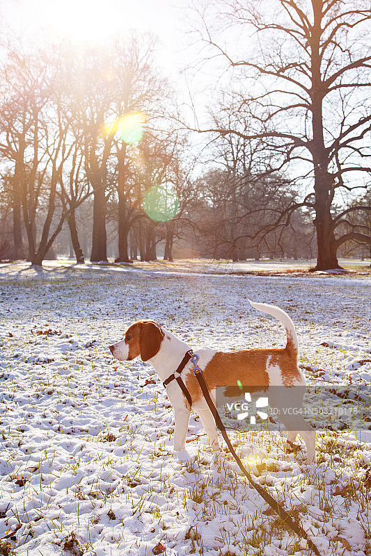 戴着皮带的比格犬在白雪覆盖的草地上图片素材