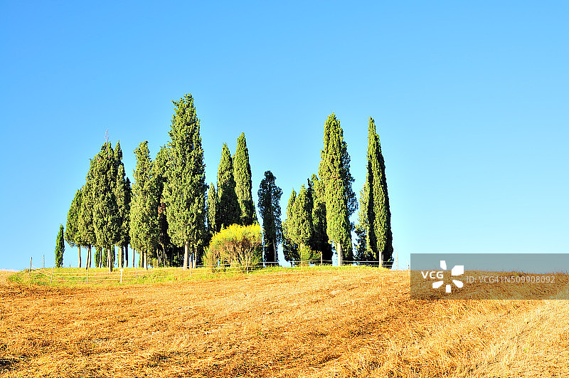 意大利托斯卡纳Val d 'Orcia的柏树群图片素材