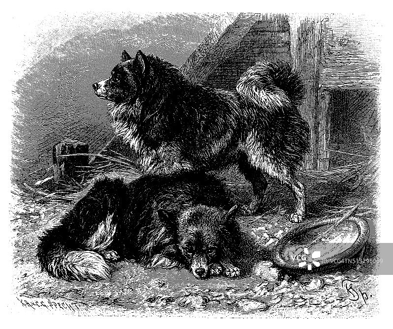 斯皮兹狗的古董插图图片素材