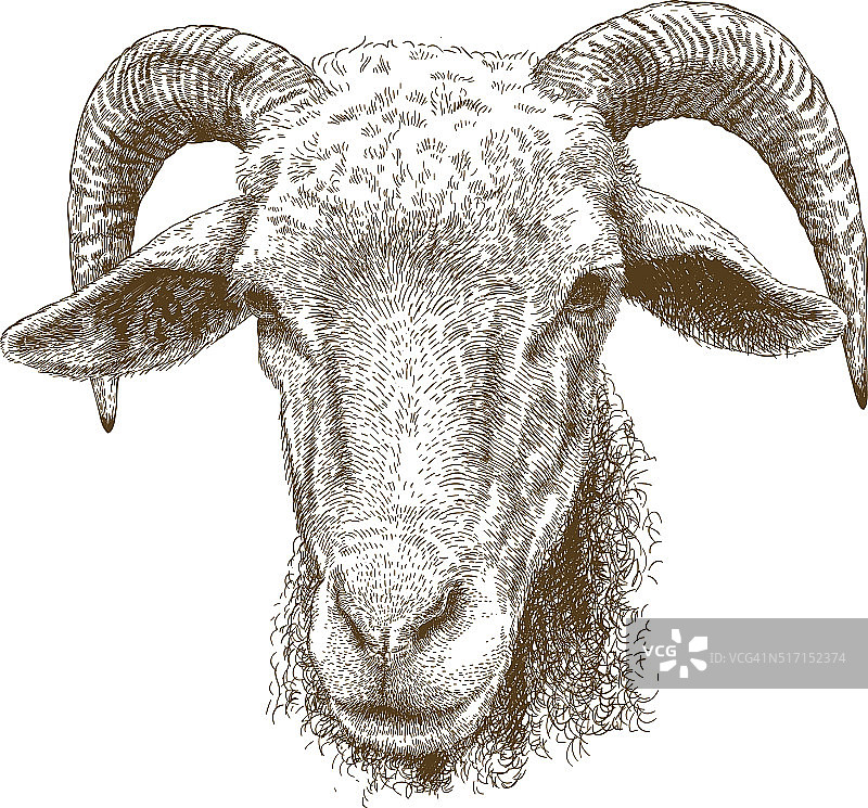 雕刻插图的羊头图片素材