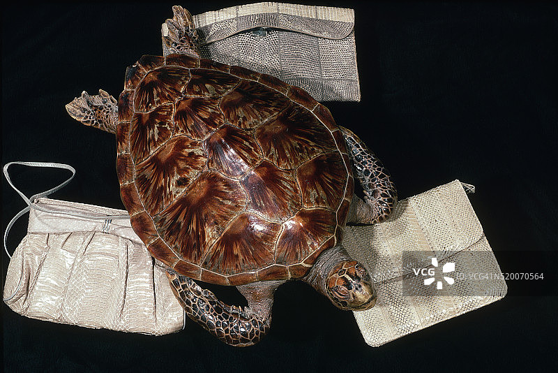 海龟标本和非法爬行动物皮包图片素材