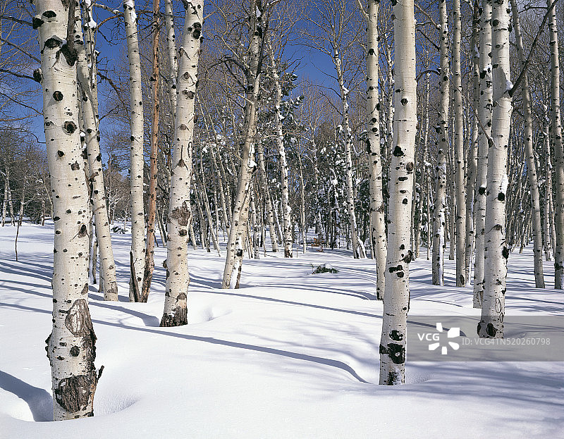 雪中颤动的白杨图片素材