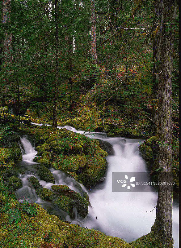 瀑布穿过苔藓覆盖的岩石威拉米特国家图片素材