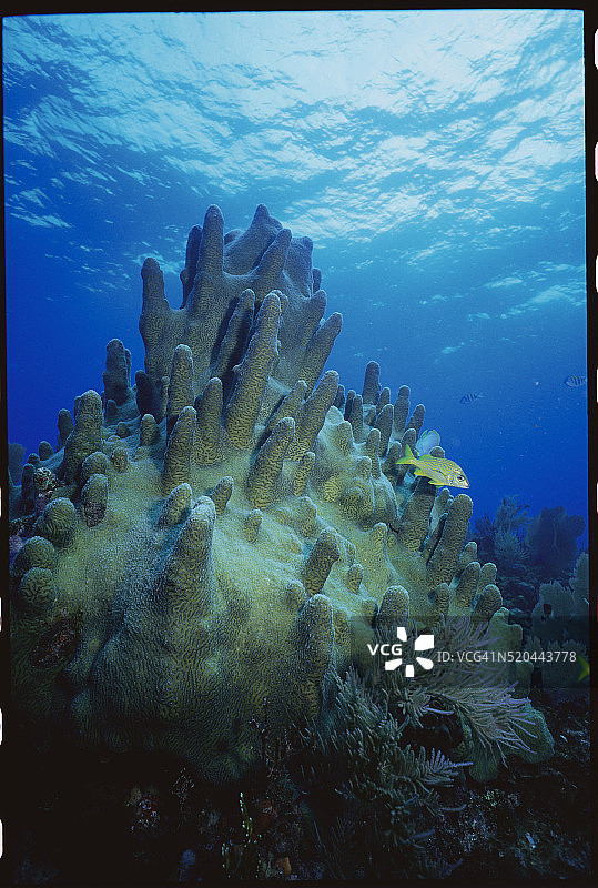 游过珊瑚柱的鱼图片素材
