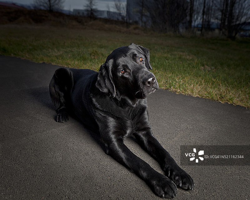 黑色拉布拉多犬躺着，雄性图片素材