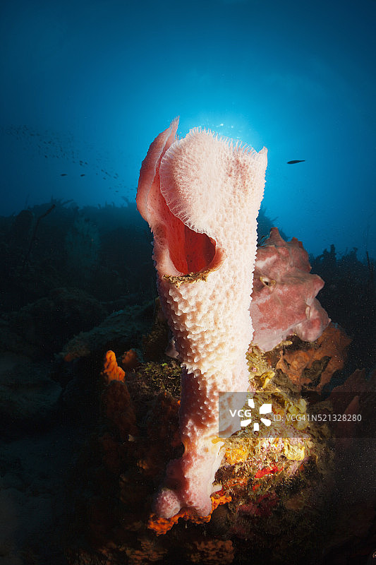 珊瑚礁上的管状海绵图片素材