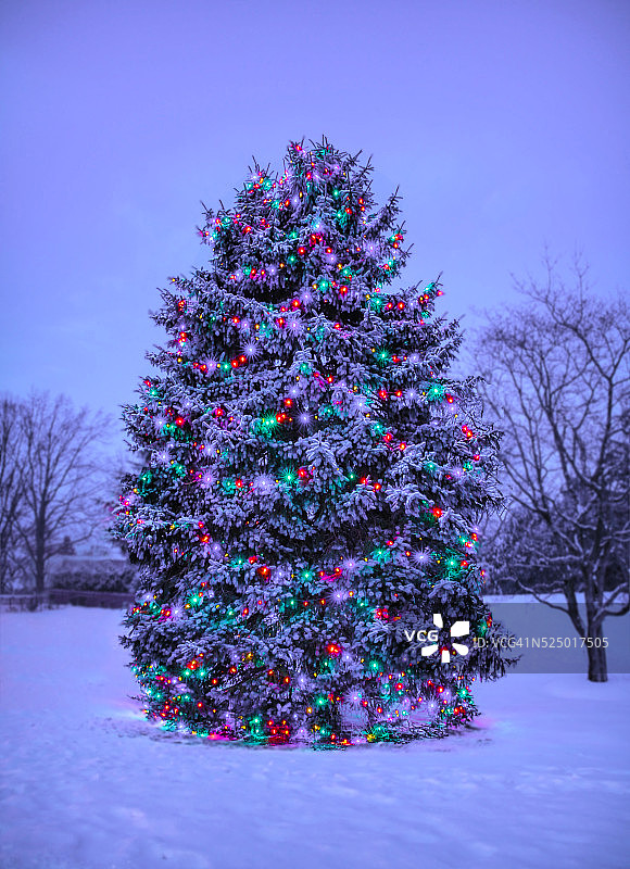 雪中的圣诞树图片素材
