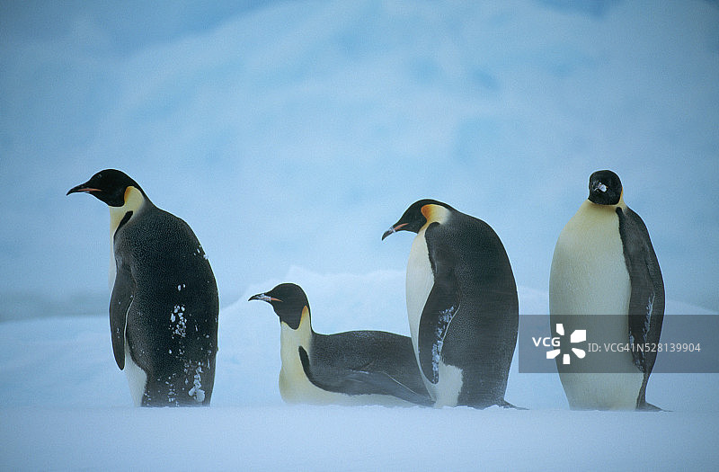 暴风雪中的帝企鹅图片素材