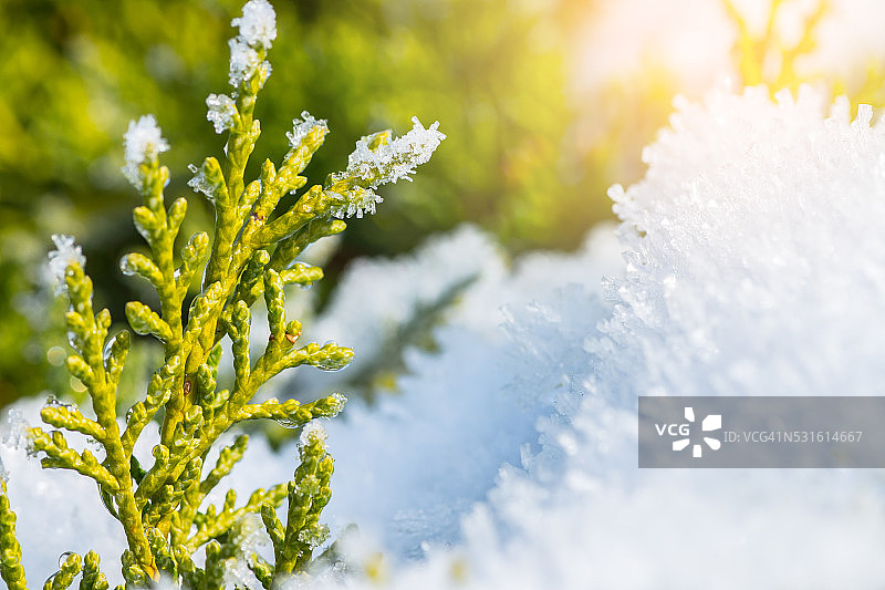 冬天，针叶树上的雪融化图片素材