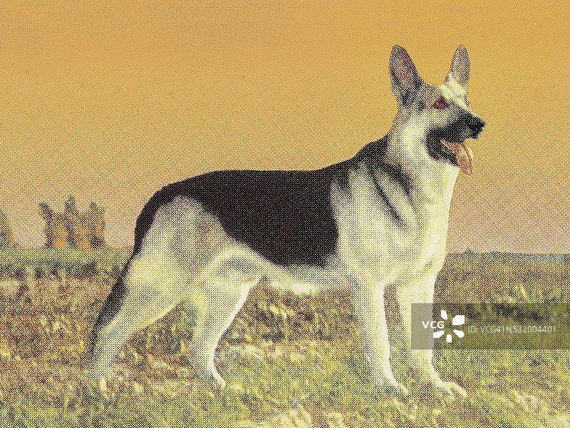德国牧羊犬图片素材