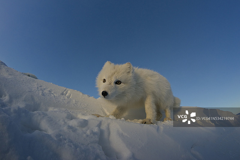 在冰雪苔原上寻找猎物的极地狐狸。图片素材