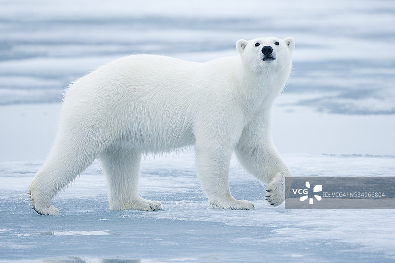 北极熊，斯瓦尔巴特群岛，挪威图片素材