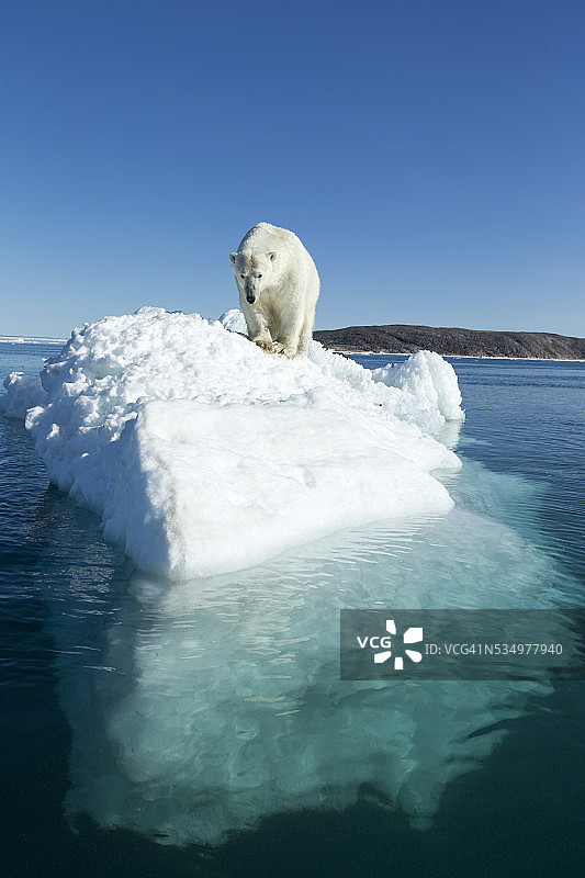 冰山上的北极熊，哈德逊湾，努勒维特，加拿大图片素材