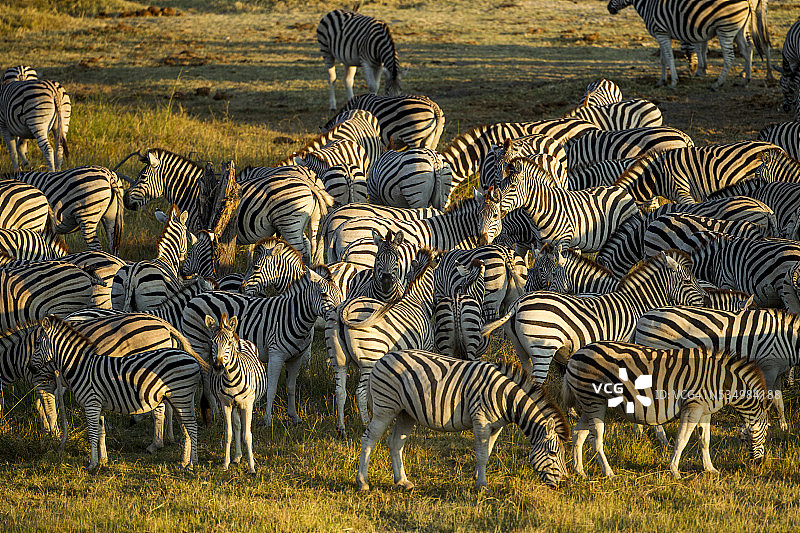平原斑马，Makgadikgadi pan国家公园，博茨瓦纳图片素材