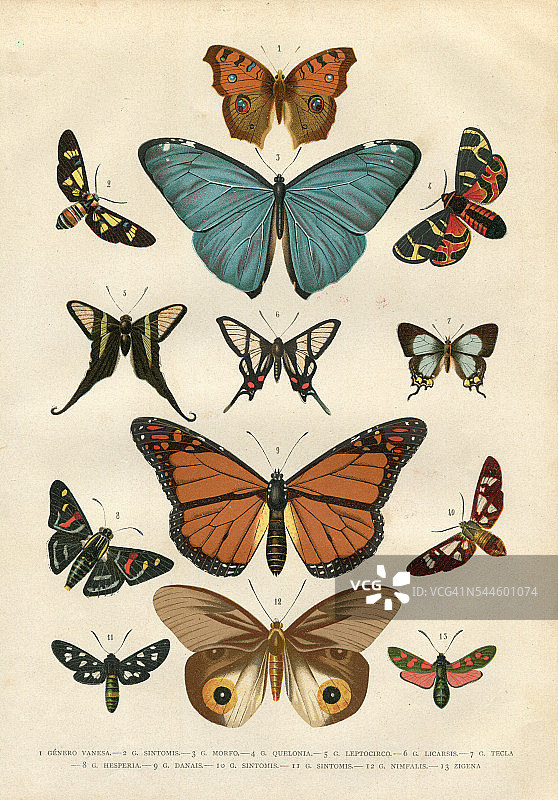 蝴蝶长庚花插图1881年图片素材